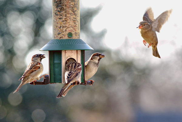 Bird Feeders, Houses & Accessories