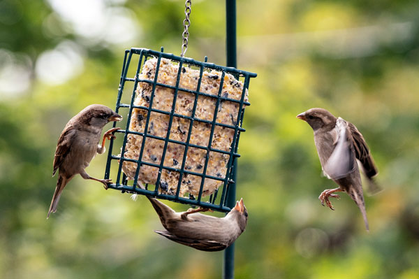 Suet, Seed Cakes & Nectar