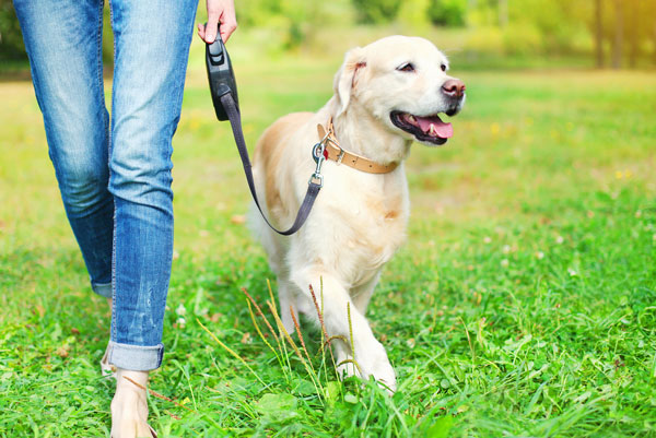 Collars, Leads & Tie-Outs