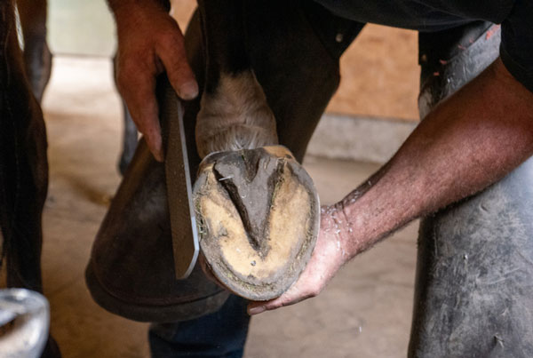 Leather & Hoof Care