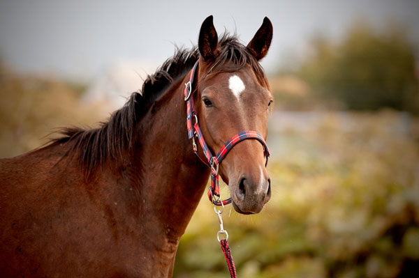 Halters, Leads & Collars