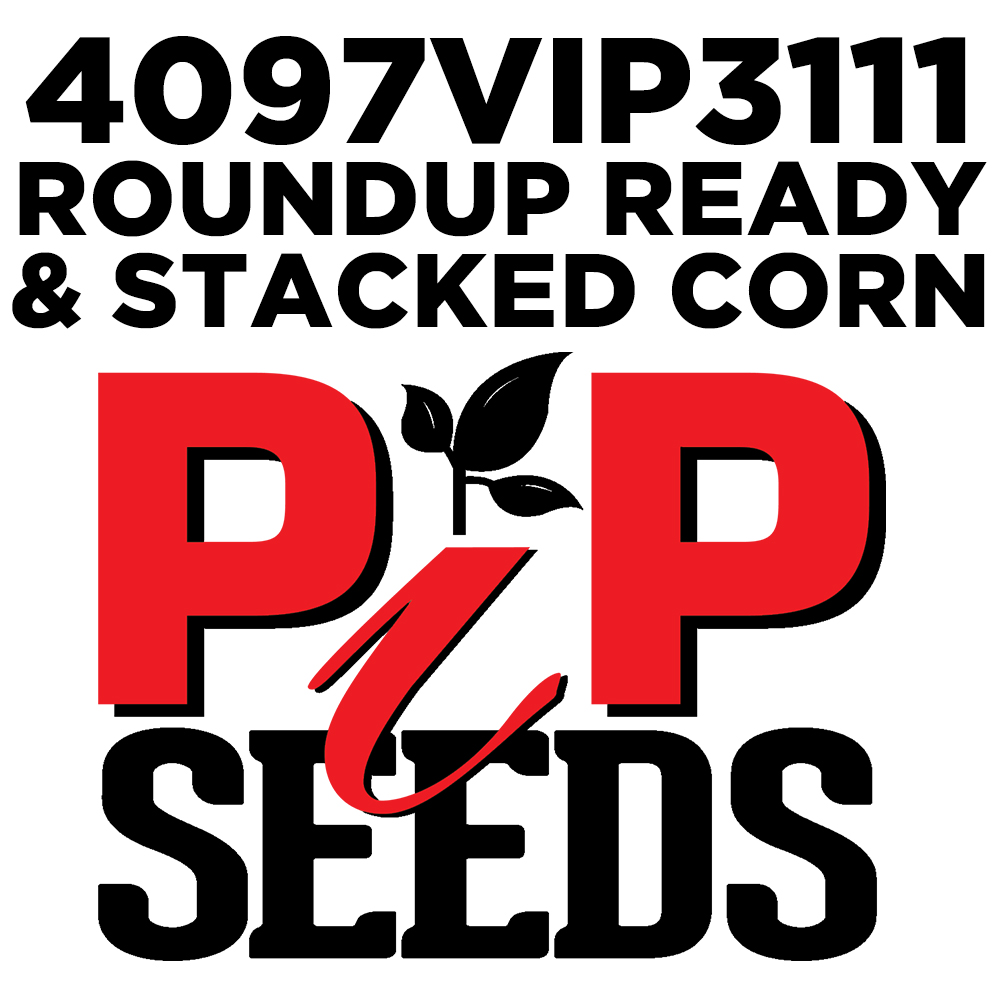 Pip 4097 Vip 3111 Seed Corn