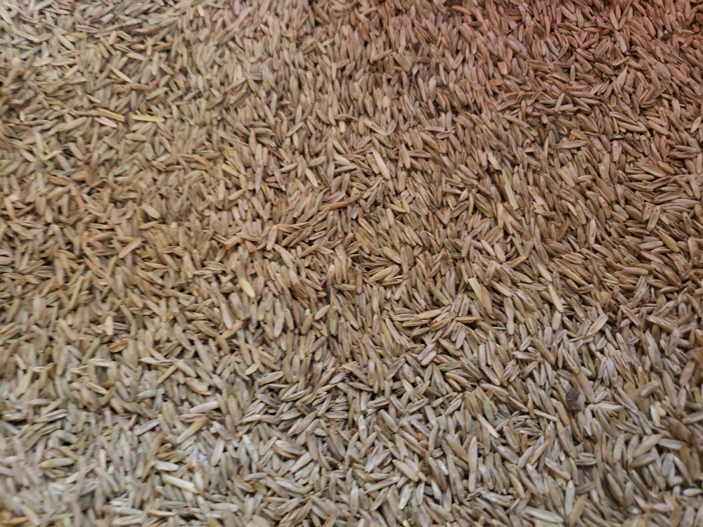 Ryegrass Fiesta Turf Type