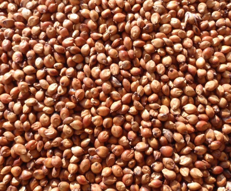 Egyptian Wheat 1#