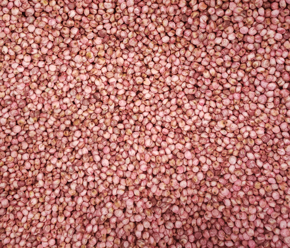 Wildlife Dwarf Sorghum Seed  1#