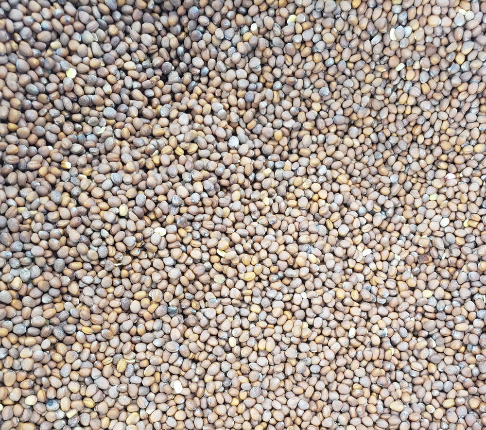 Forage Radish 1# Wildlife