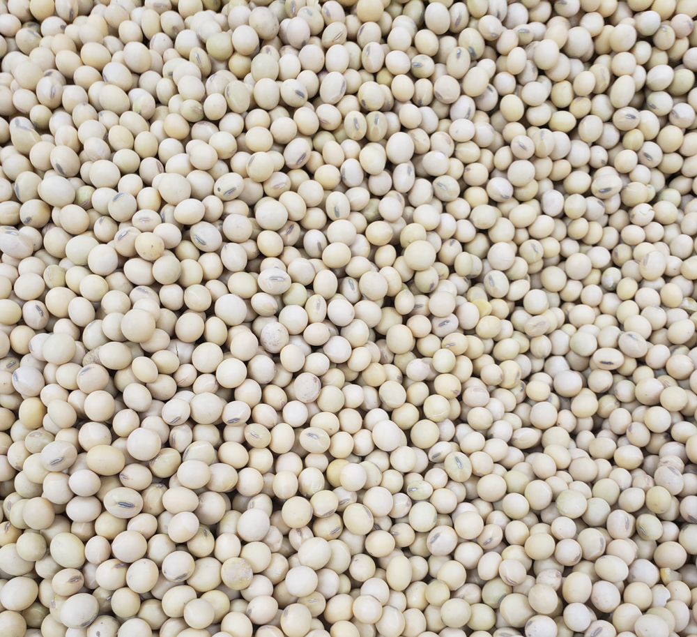 1800enlist E3 Forage Soybeans 1#