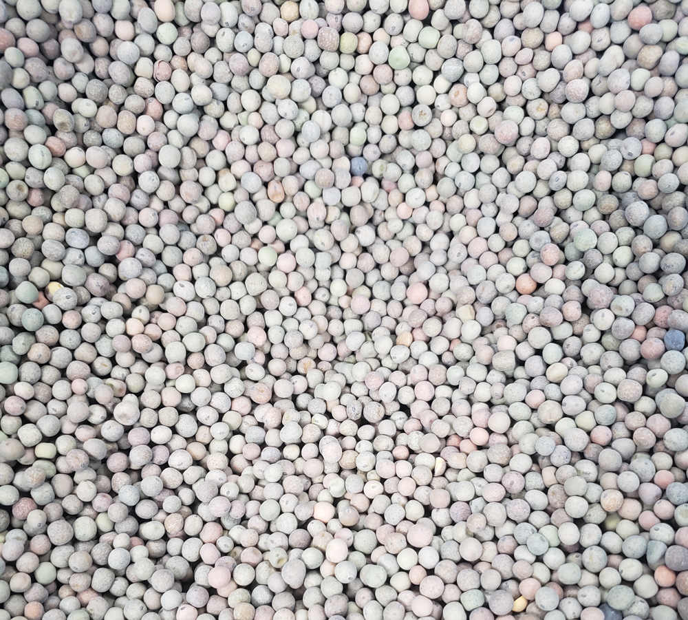 Austrian Winter Peas