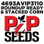 Pip 3888 Seed Corn Conventional
