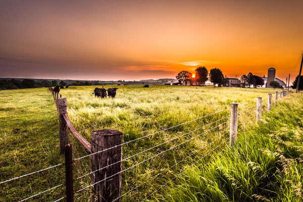 Fencing & Accessories