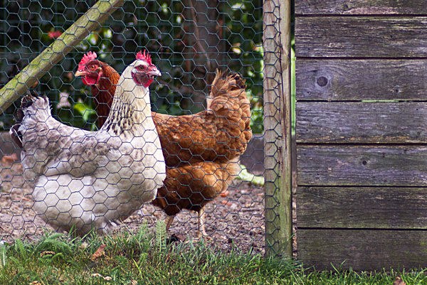 Fence Wire & Netting