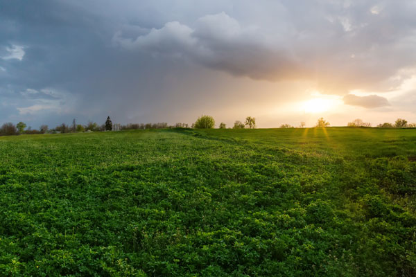Alfalfa & Clover Seeds
