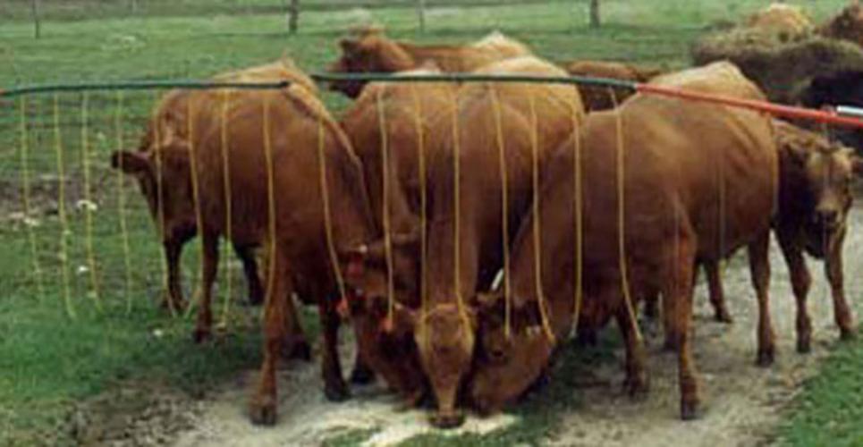 Drive Thru Gate 13'-19'