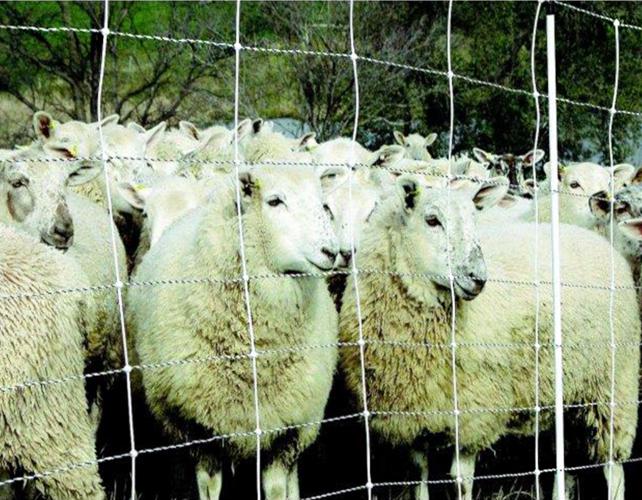 Electronet Fence 35"x164'