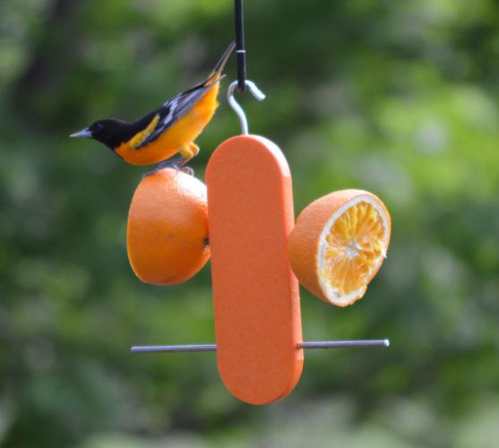 8" Poly Double Orange Feeder