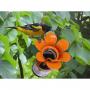 .Jelly & Jam Oriole Feeder
