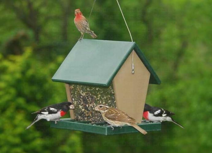 Suet Mini Premium Feeder