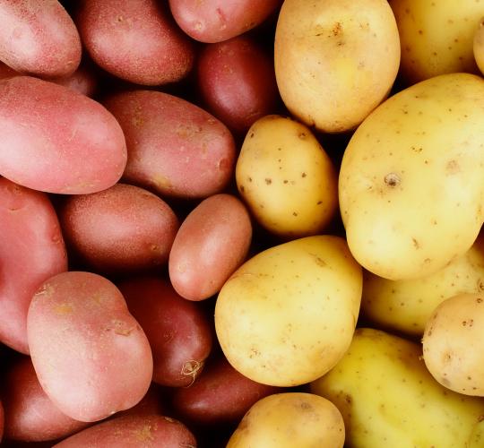 1LB Seed Potatoes - BULK