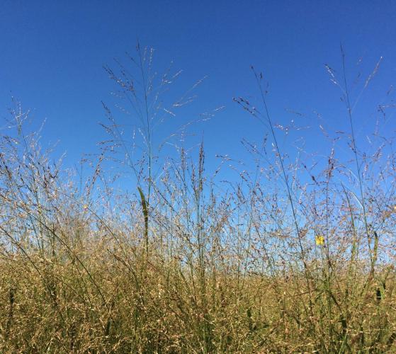 Cave-in-rock  Switchgrass 1#