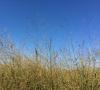 Cave-in-rock  Switchgrass 1#