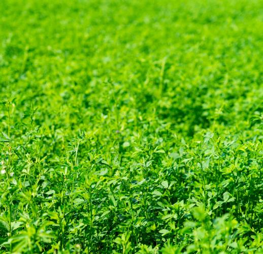 Alfalfa Pasture Mix Ctd