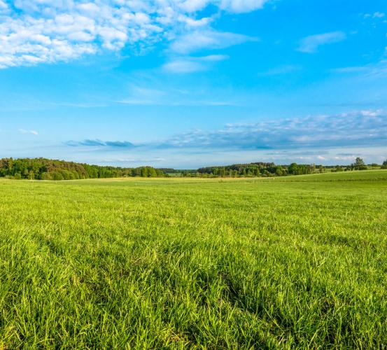 Nelson Pasture Grass Ctd