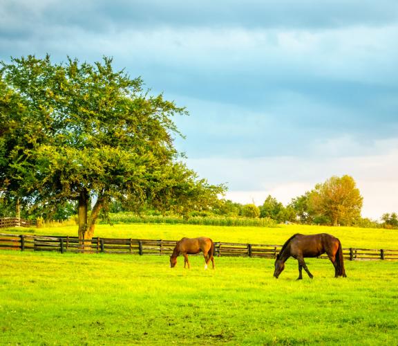 Nelson Pasture Horse Ctd