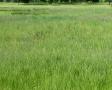 Meadow Fescue 1#