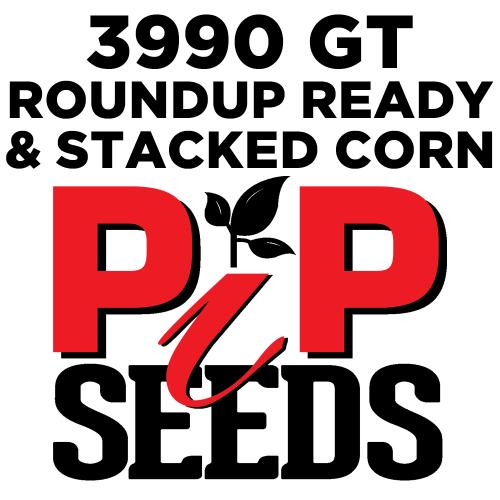 Pip 3990 Gt Seed Corn