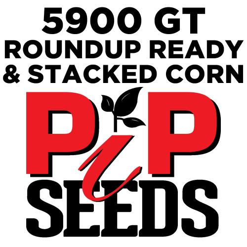 Pip 5900 Gt Seed Corn