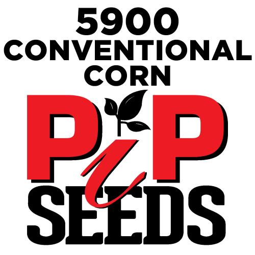Pip 5900 Seed Corn Conventional
