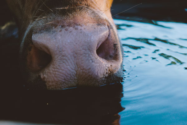 Drinking Cups & Parts