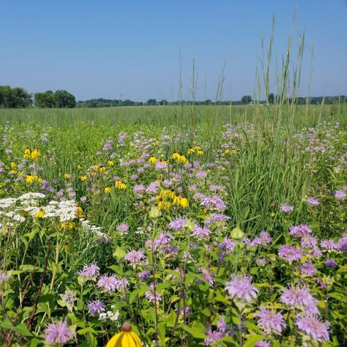 Nelsons Wildflower/Native Mix 1#