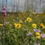 Nelson's Wildflower Mix 1#