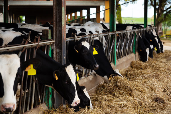 Stanchion Parts & Cow Trainers