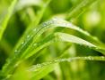 Haymate Orchard Grass 25#