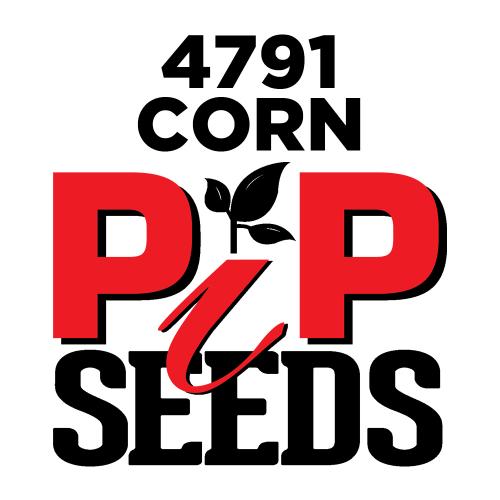 Pip 4791 Seed Corn Conventional