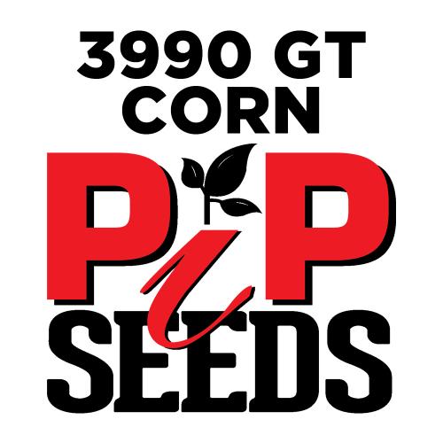 Pip 3990 Gt Seed Corn