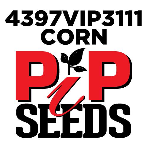 Pip 4397 Vip3111 Gt Seed Corn