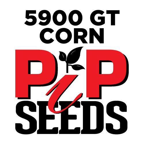 Pip 5900 Gt Seed Corn