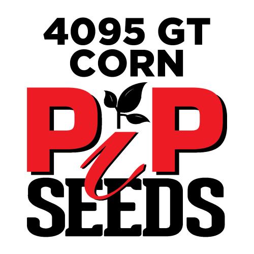 Pip 4095 Gt Seed Corn