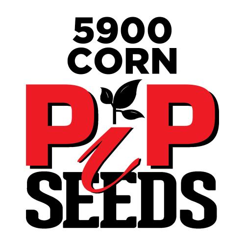 Pip 5900 Seed Corn Conventional