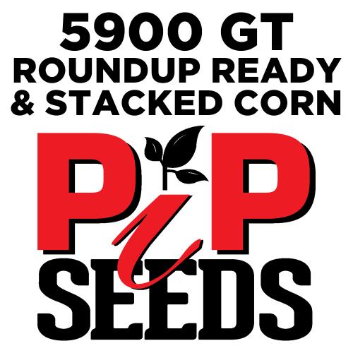 Pip 5900 Gt Seed Corn