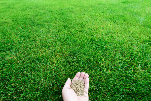 Grass Seed